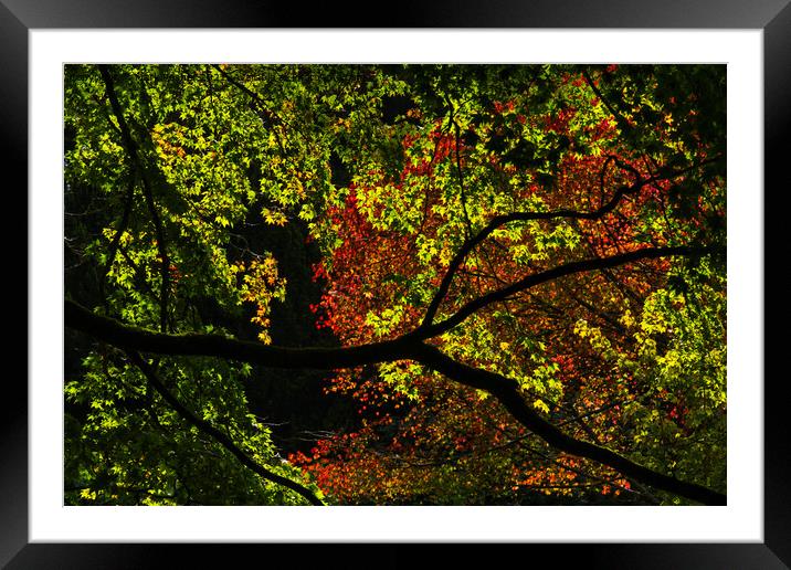 Backlit Autumn Tree Canopy of Red and Green Framed Mounted Print by Mark Rosher