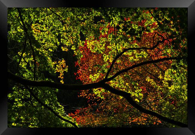 Backlit Autumn Tree Canopy of Red and Green Framed Print by Mark Rosher