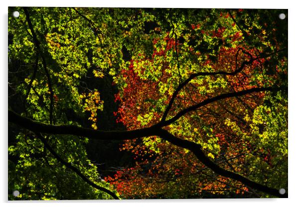 Backlit Autumn Tree Canopy of Red and Green Acrylic by Mark Rosher