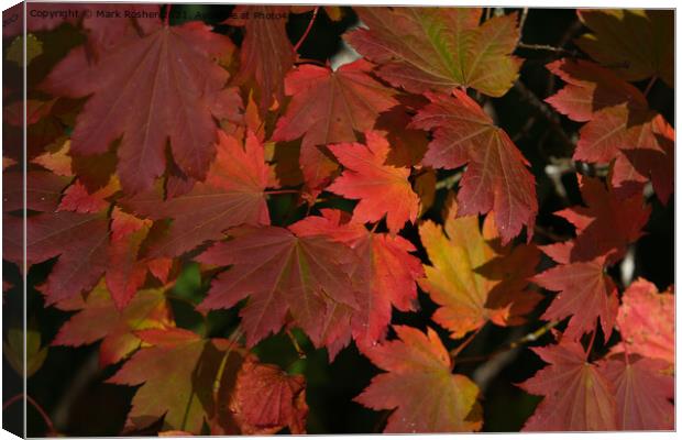 Autumn Maple Leaves Canvas Print by Mark Rosher