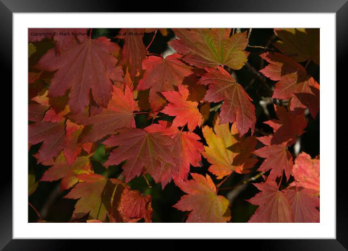 Autumn Maple Leaves Framed Mounted Print by Mark Rosher
