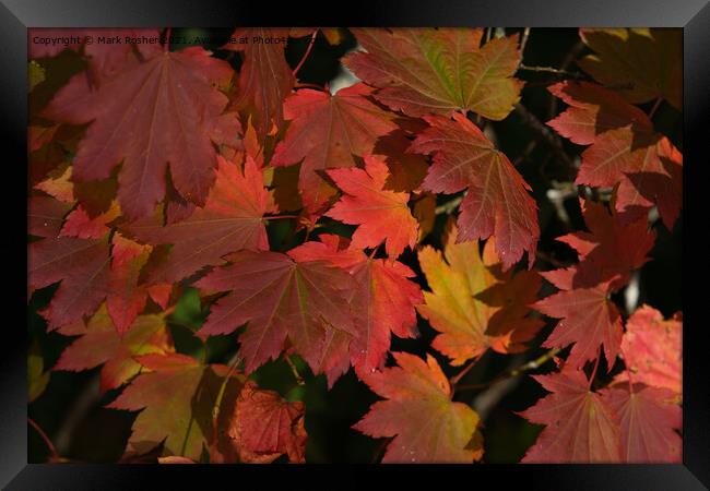 Autumn Maple Leaves Framed Print by Mark Rosher