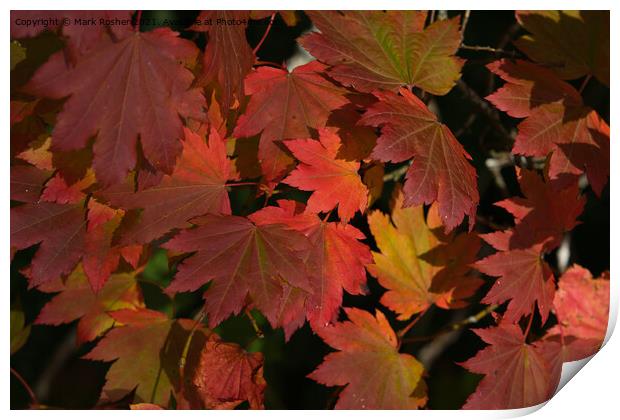 Autumn Maple Leaves Print by Mark Rosher