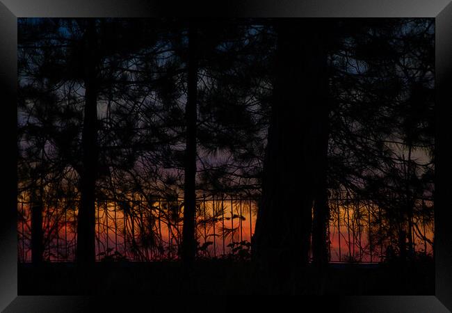 Sunset through Wotton Clump Framed Print by Mark Rosher