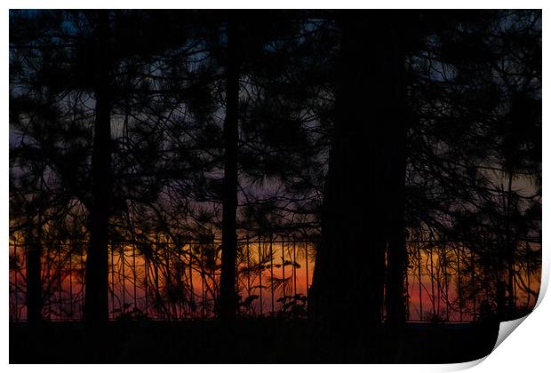 Sunset through Wotton Clump Print by Mark Rosher