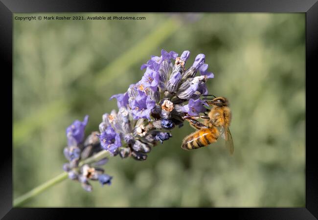 Honey Bee on Lavender Framed Print by Mark Rosher