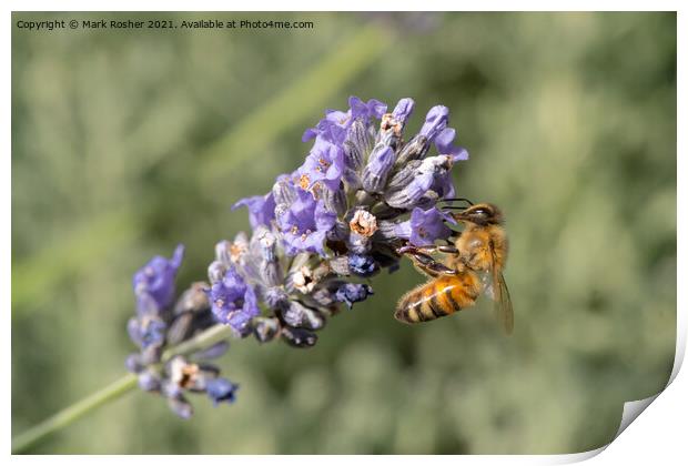Honey Bee on Lavender Print by Mark Rosher