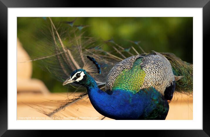 Peacock Framed Mounted Print by anurag gupta