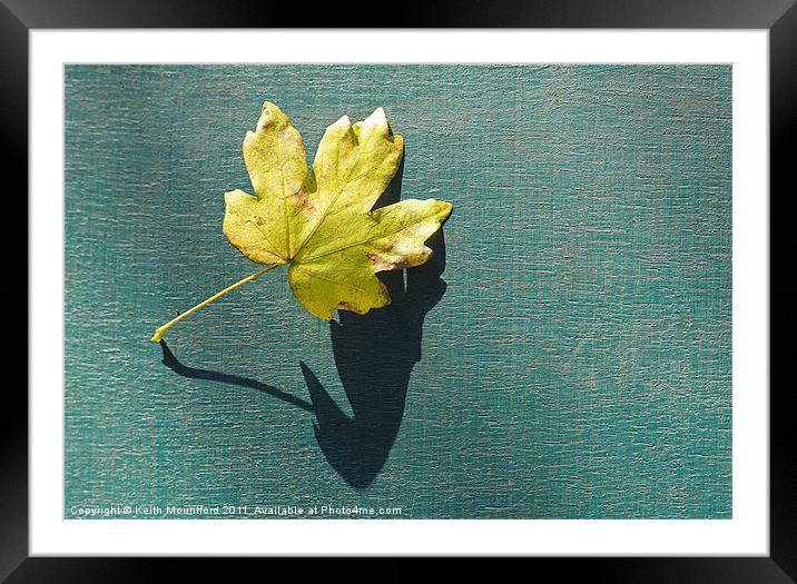 Fallen Leaf Framed Mounted Print by Keith Mountford