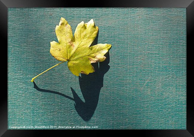 Fallen Leaf Framed Print by Keith Mountford