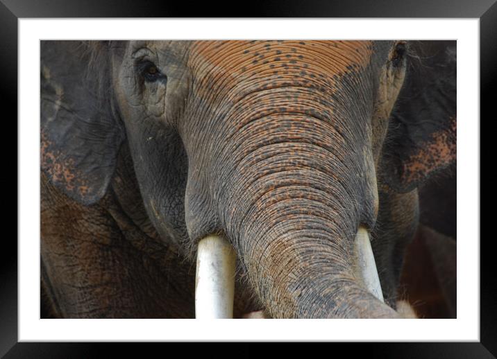 Elephant Framed Mounted Print by Amy Rogers
