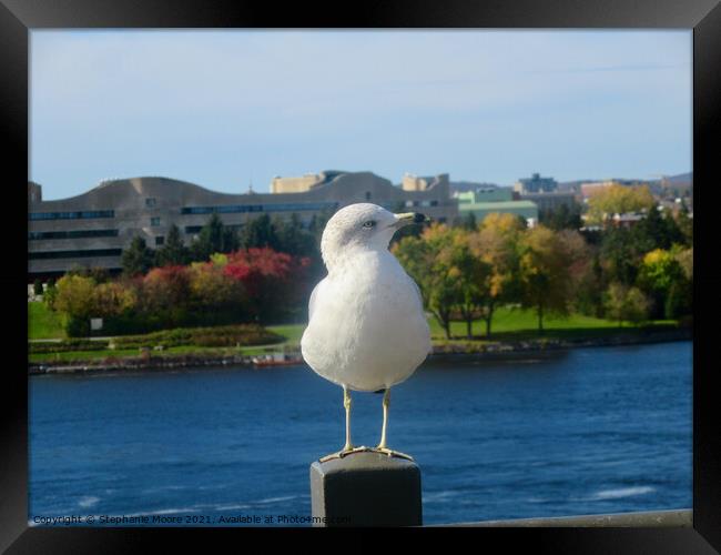 Seagull showing off his best profile Framed Print by Stephanie Moore