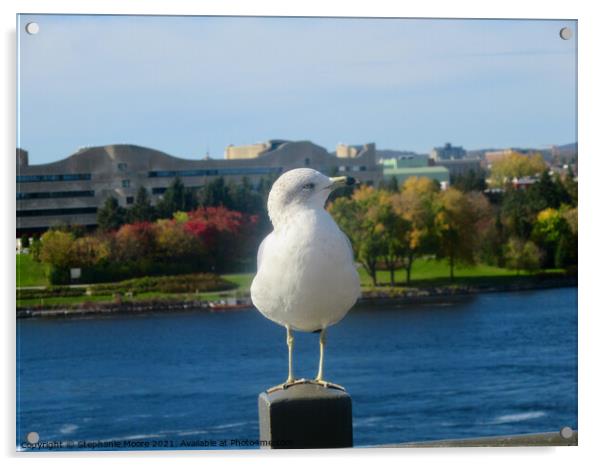 Seagull showing off his best profile Acrylic by Stephanie Moore