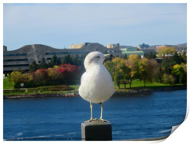 Seagull showing off his best profile Print by Stephanie Moore