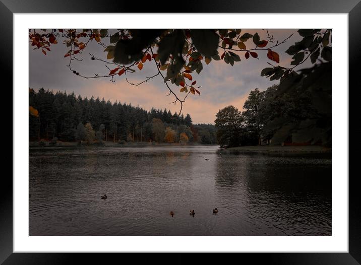 Autumn at Shear Water Framed Mounted Print by Duncan Savidge