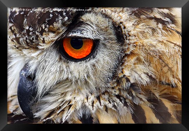 European eagle owl Framed Print by Oxon Images