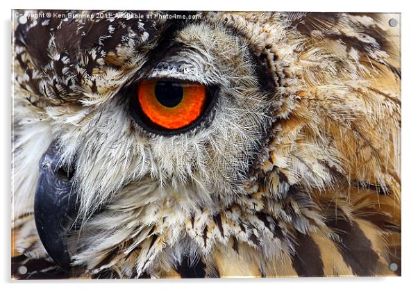 European eagle owl Acrylic by Oxon Images