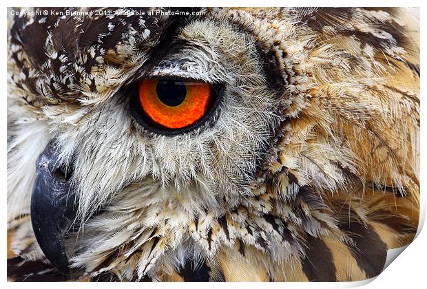 European eagle owl Print by Oxon Images