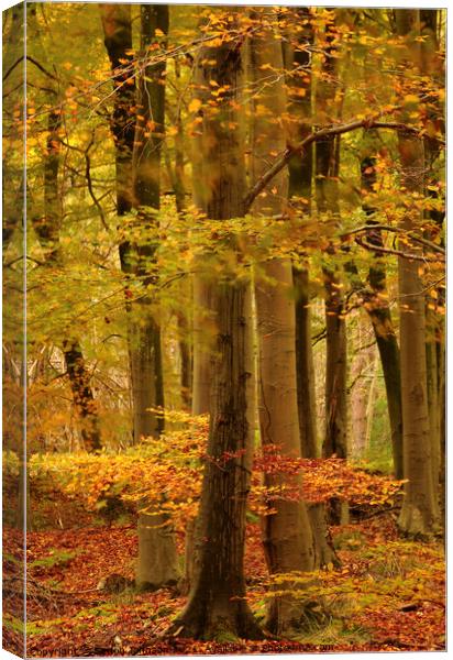 Autumn woodland Canvas Print by Simon Johnson