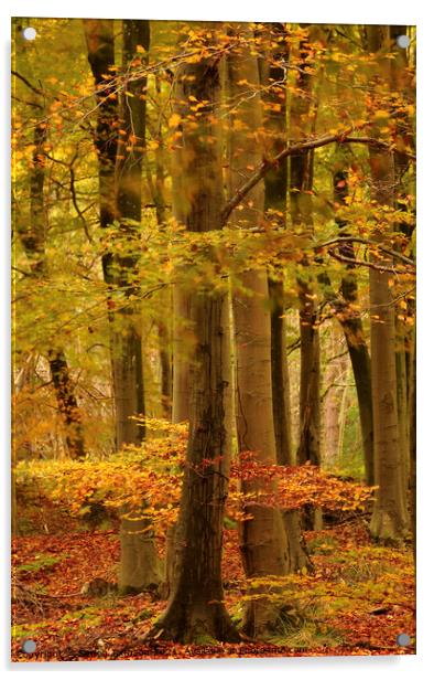 Autumn woodland Acrylic by Simon Johnson