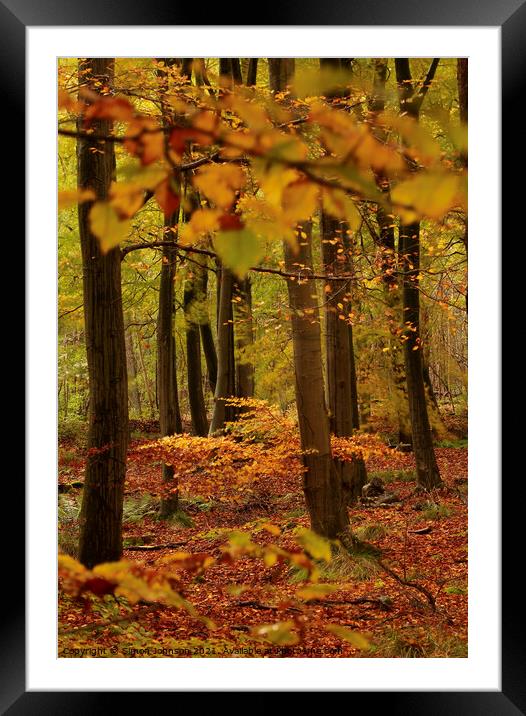  Beech woodland Framed Mounted Print by Simon Johnson