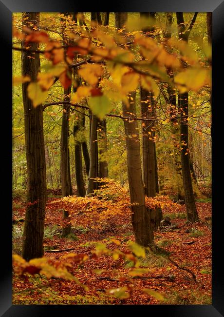  Beech woodland Framed Print by Simon Johnson