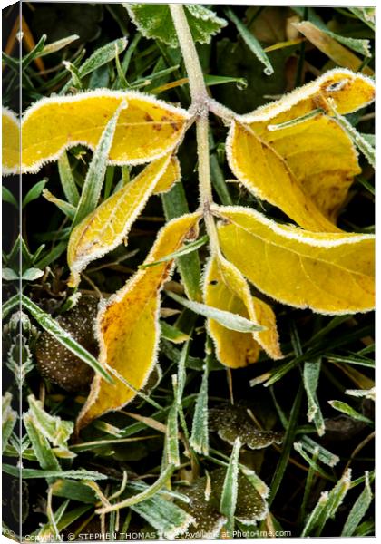 Yellow Frosty Leaves in the grass Canvas Print by STEPHEN THOMAS