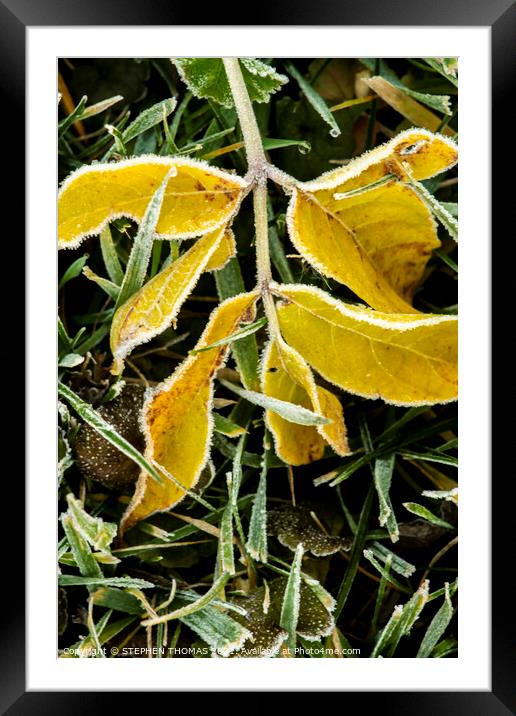 Yellow Frosty Leaves in the grass Framed Mounted Print by STEPHEN THOMAS