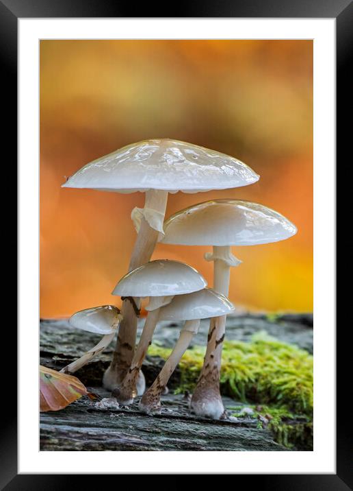 Porcelain Fungus in Wood Framed Mounted Print by Arterra 