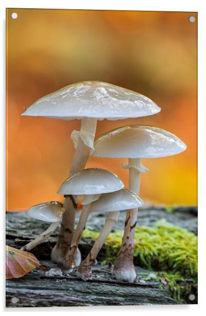 Porcelain Fungus in Wood Acrylic by Arterra 