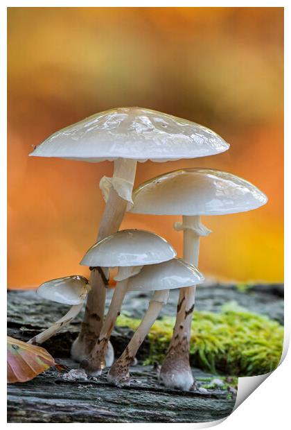 Porcelain Fungus in Wood Print by Arterra 