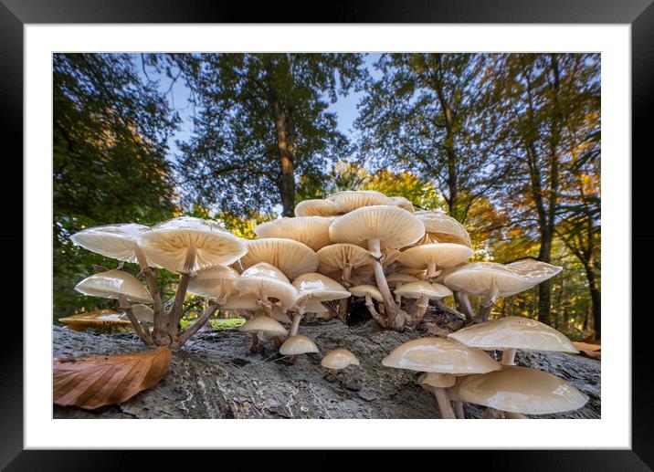 Porcelain Fungus in Forest Framed Mounted Print by Arterra 