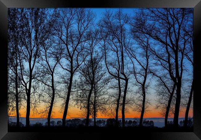 Silhouetted Trees at Sunset Framed Print by Arterra 