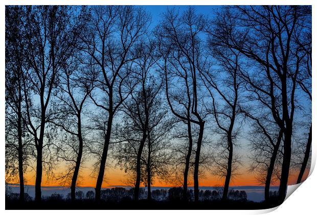 Silhouetted Trees at Sunset Print by Arterra 