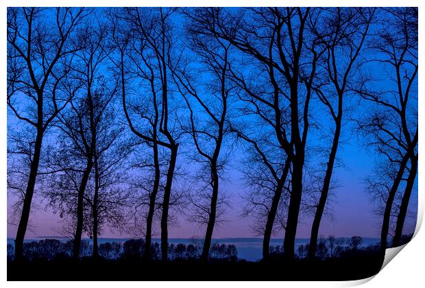 Row of Silhouetted Trees Print by Arterra 