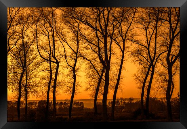 Row of Silhouetted Poplars at Sunset Framed Print by Arterra 