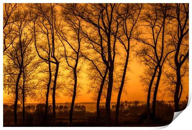 Row of Silhouetted Poplars at Sunset Print by Arterra 