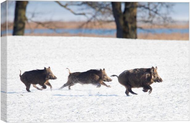Wild Boars Fleeing in the Snow Canvas Print by Arterra 