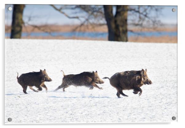 Wild Boars Fleeing in the Snow Acrylic by Arterra 