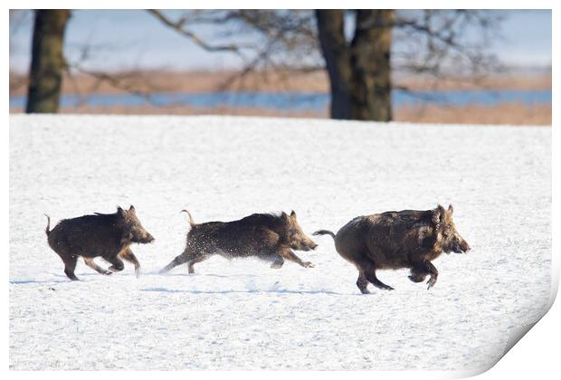 Wild Boars Fleeing in the Snow Print by Arterra 