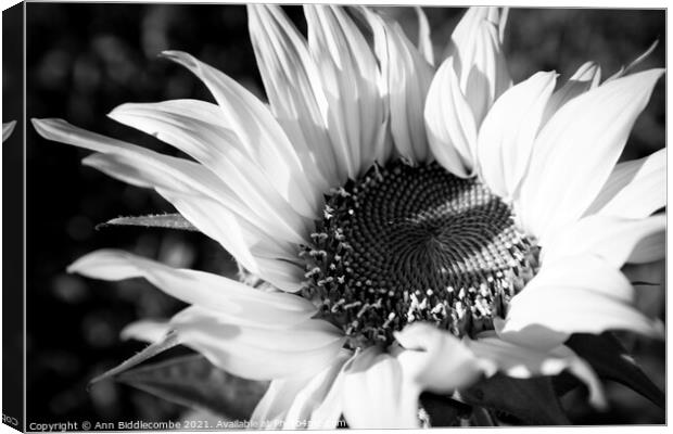 Black and white close up of a Sunflower Canvas Print by Ann Biddlecombe
