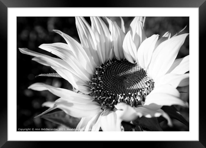 Black and white close up of a Sunflower Framed Mounted Print by Ann Biddlecombe