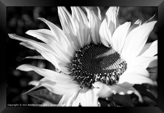 Black and white close up of a Sunflower Framed Print by Ann Biddlecombe