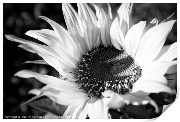 Black and white close up of a Sunflower Print by Ann Biddlecombe