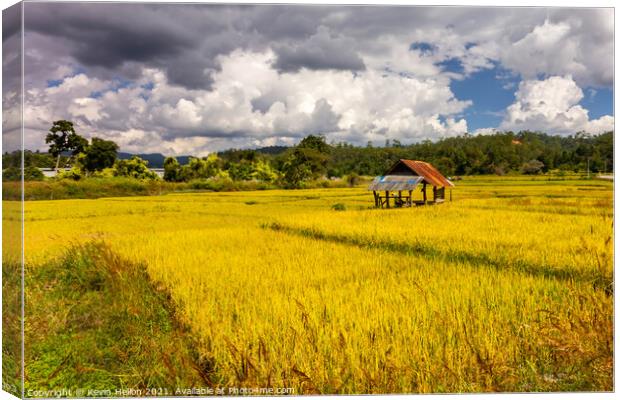 Golden rice fields  Canvas Print by Kevin Hellon