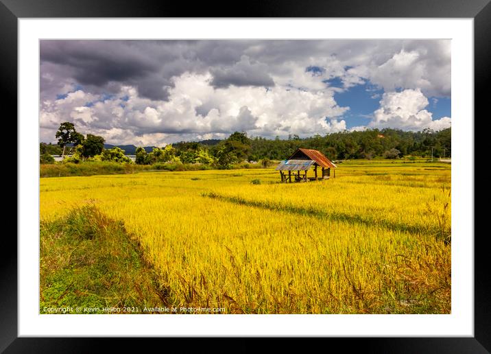 Golden rice fields  Framed Mounted Print by Kevin Hellon