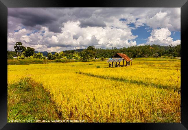 Golden rice fields  Framed Print by Kevin Hellon