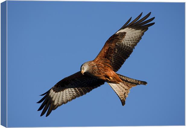 Red Kite Hunting Canvas Print by Sharpimage NET