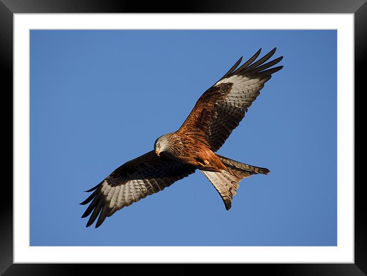 Red Kite Hunting Framed Mounted Print by Sharpimage NET