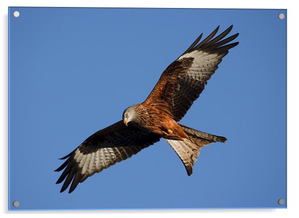 Red Kite Hunting Acrylic by Sharpimage NET